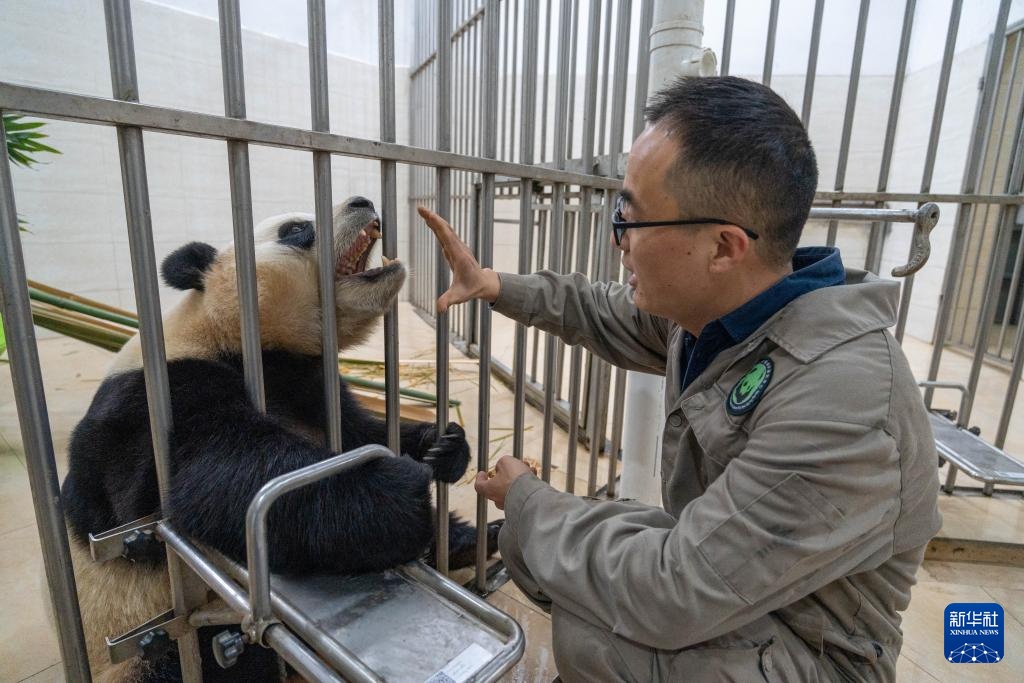 新华社记者独家现场探访大熊猫“福宝”