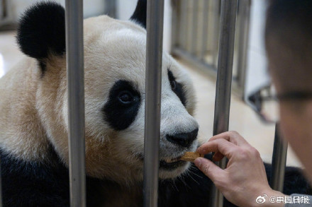 大熊猫福宝最新高清近照! 大熊猫福宝最新高清近照!