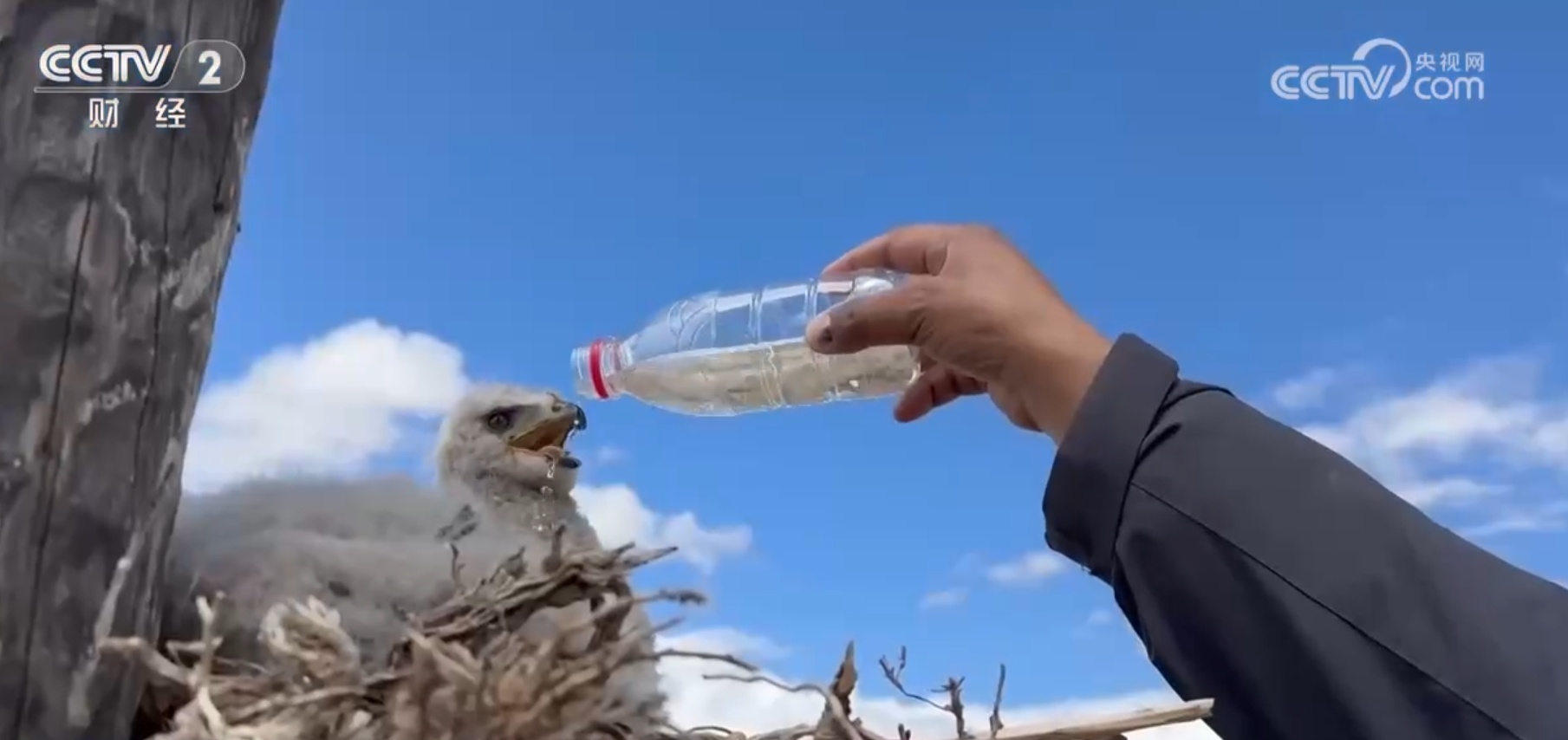 精准施策、科学严谨 透过“高原鼠害防治新实践”看中国绿色发展成色足 精准施策、科学严谨 透过“高原鼠害防治新实践”看中国绿色发展成色足