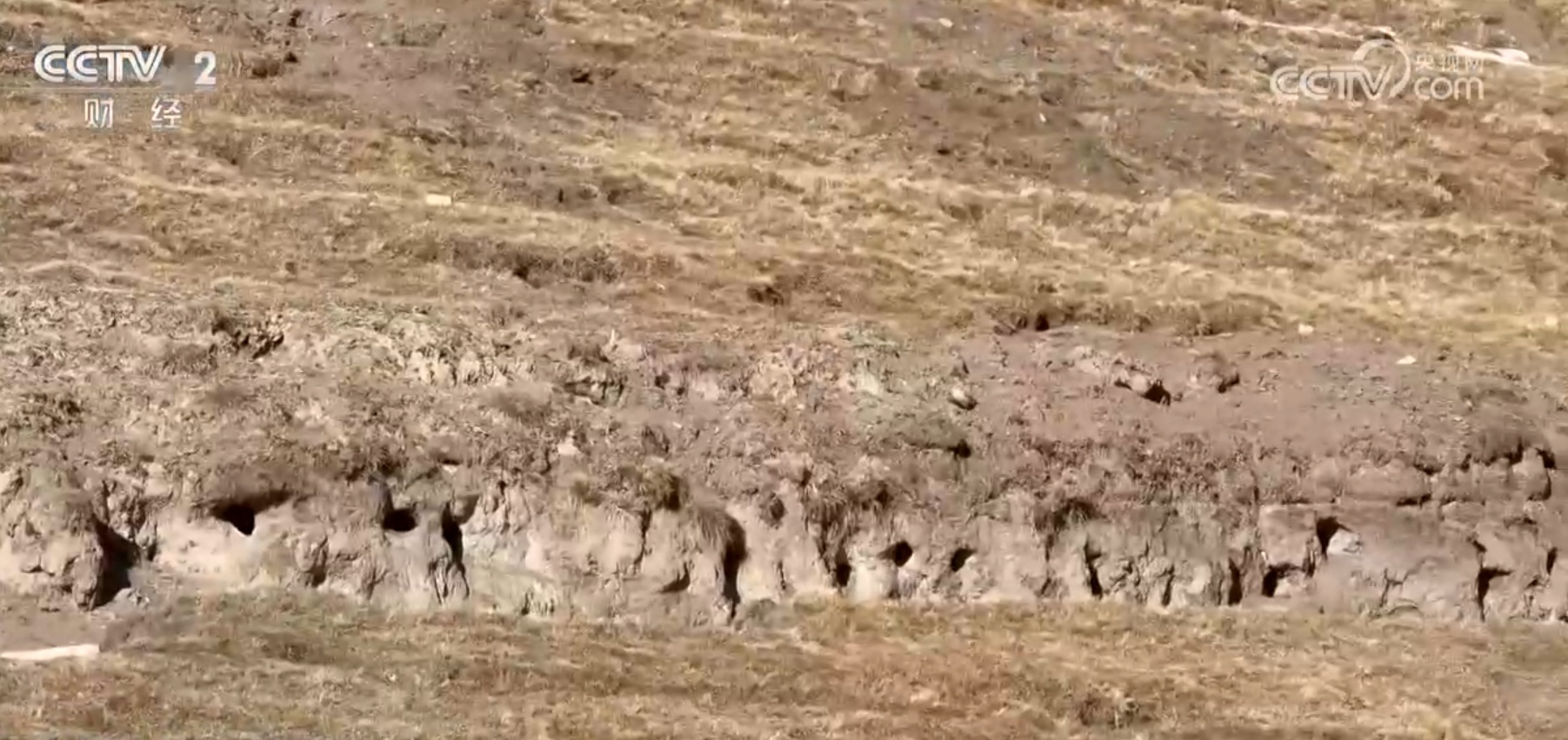 精准施策、科学严谨 透过“高原鼠害防治新实践”看中国绿色发展成色足 精准施策、科学严谨 透过“高原鼠害防治新实践”看中国绿色发展成色足