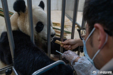 大熊猫福宝最新高清近照! 大熊猫福宝最新高清近照!