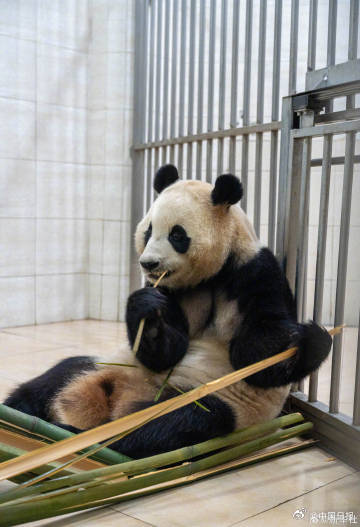 大熊猫福宝最新高清近照! 大熊猫福宝最新高清近照!