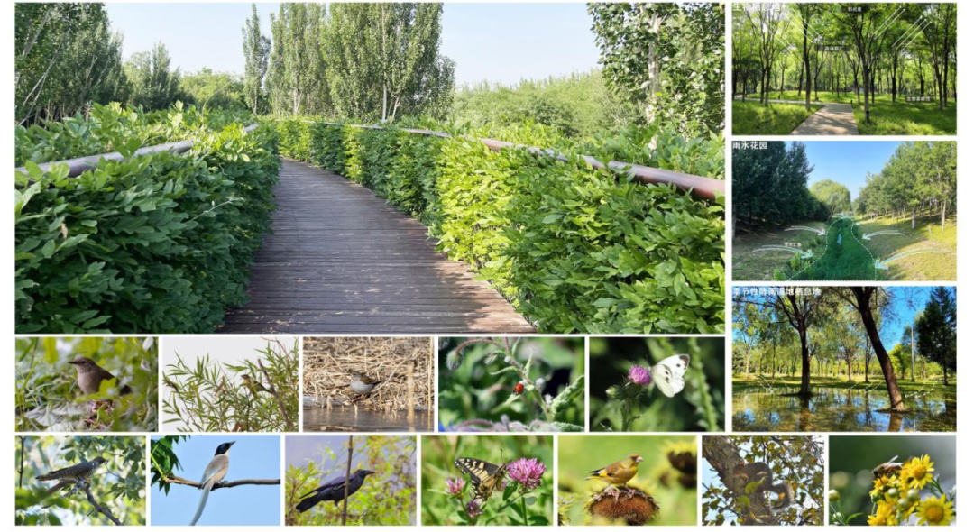 朝阳绿道和一绿朝来森林公园两个项目荣获国际大奖