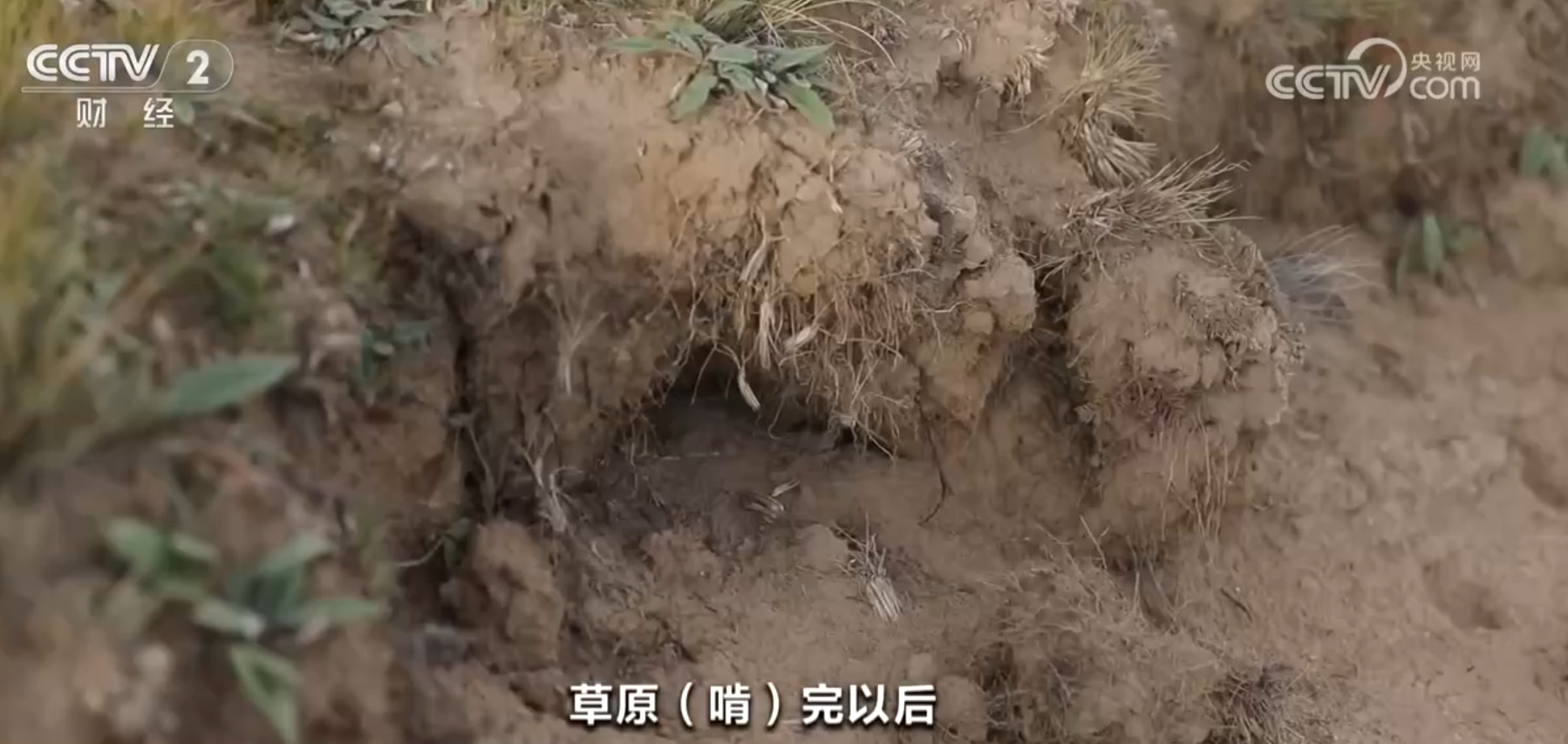 精准施策、科学严谨 透过“高原鼠害防治新实践”看中国绿色发展成色足 精准施策、科学严谨 透过“高原鼠害防治新实践”看中国绿色发展成色足