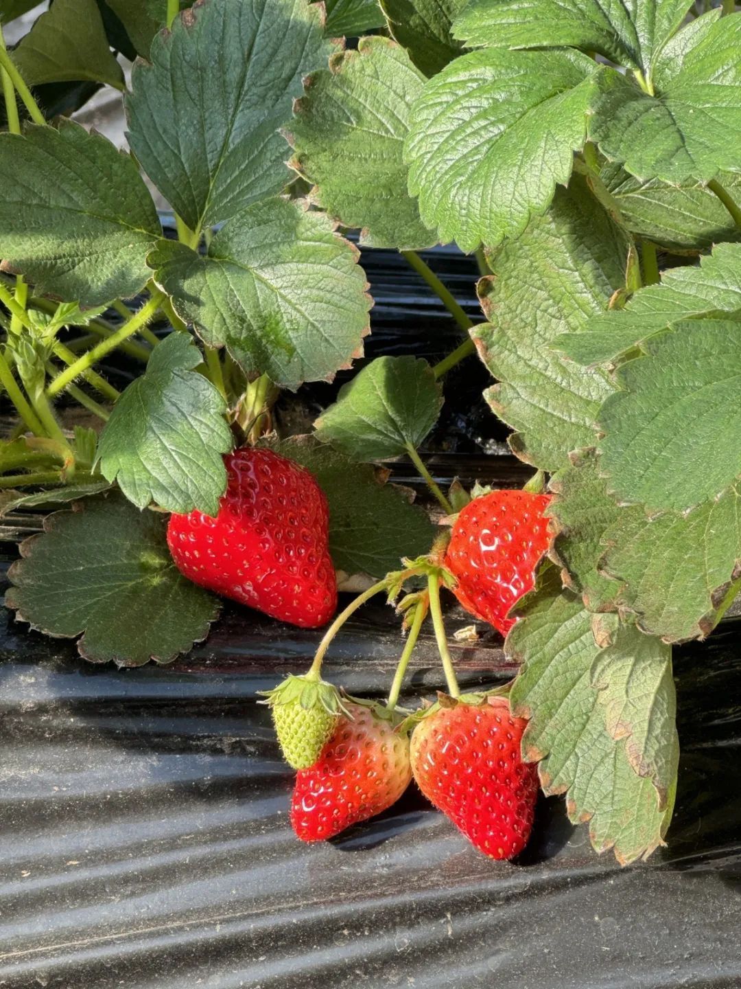 北京头茬草莓熟啦！抢“鲜”采摘走起，地点就在——