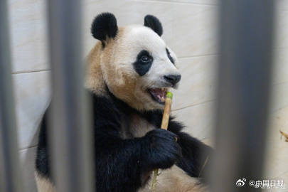 大熊猫福宝最新高清近照! 大熊猫福宝最新高清近照!