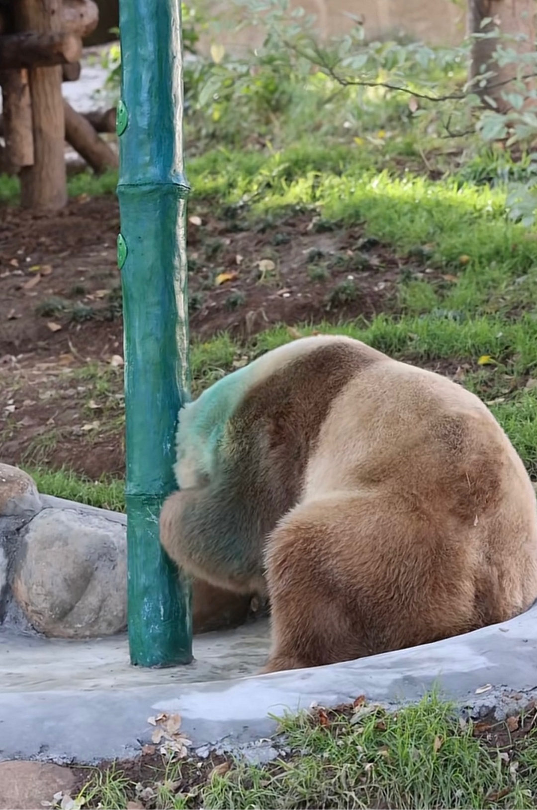 为配合录综艺,大熊猫“七仔”场地现刷油漆,还让游客让道?园方回应 为配合录综艺,大熊猫“七仔”场地现刷油漆,还让游客让道?园方回应