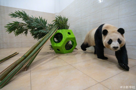 独家!大熊猫“福宝”最新高清近照 独家!大熊猫“福宝”最新高清近照
