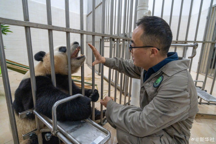 独家!大熊猫“福宝”最新高清近照 独家!大熊猫“福宝”最新高清近照