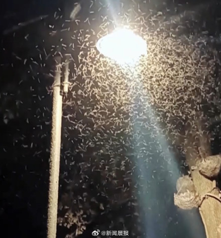 密密麻麻!多得像“马赛克" 武汉一湖边漫天飞虫 密密麻麻!多得像“马赛克" 武汉一湖边漫天飞虫