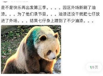 为配合录综艺,大熊猫“七仔”场地现刷油漆,还让游客让道?园方回应 为配合录综艺,大熊猫“七仔”场地现刷油漆,还让游客让道?园方回应