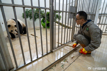 大熊猫福宝最新高清近照! 大熊猫福宝最新高清近照!