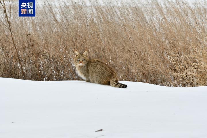 近距离邂逅荒漠猫!我国唯一“特产猫”跟一般喵星人有啥区别? 近距离邂逅荒漠猫!我国唯一“特产猫”跟一般喵星人有啥区别?