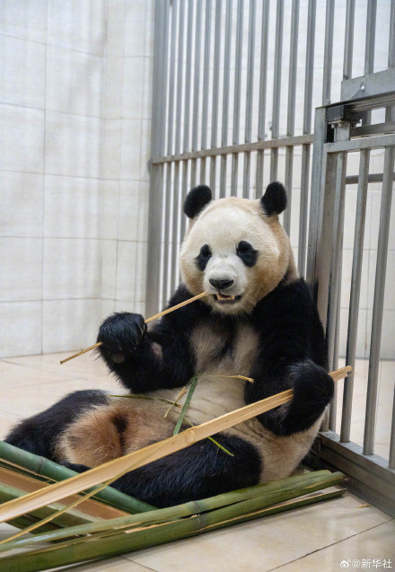独家!大熊猫“福宝”最新高清近照 独家!大熊猫“福宝”最新高清近照