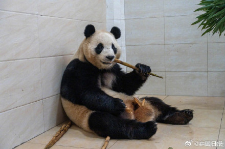 大熊猫福宝最新高清近照! 大熊猫福宝最新高清近照!