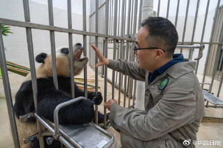 大熊猫福宝最新高清近照! 大熊猫福宝最新高清近照!
