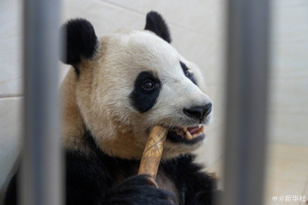 独家!大熊猫“福宝”最新高清近照 独家!大熊猫“福宝”最新高清近照