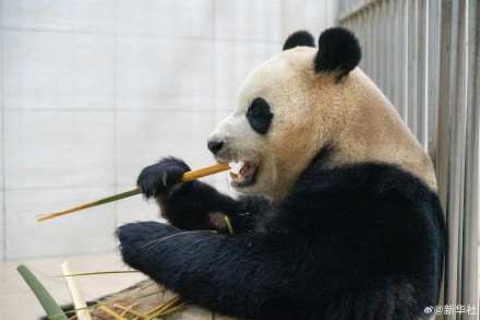 独家!大熊猫“福宝”最新高清近照 独家!大熊猫“福宝”最新高清近照