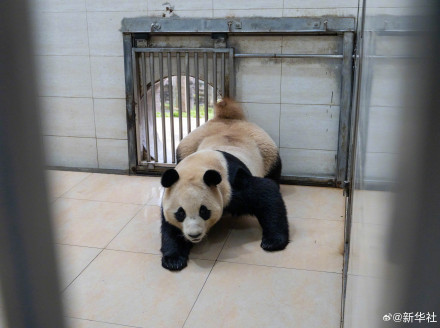 独家!大熊猫“福宝”最新高清近照 独家!大熊猫“福宝”最新高清近照