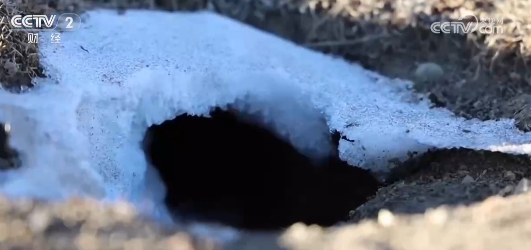 精准施策、科学严谨 透过“高原鼠害防治新实践”看中国绿色发展成色足 精准施策、科学严谨 透过“高原鼠害防治新实践”看中国绿色发展成色足