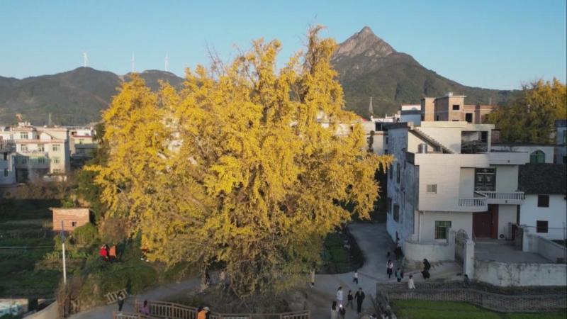 江西遂川：赏千年银杏 解锁初冬浪漫