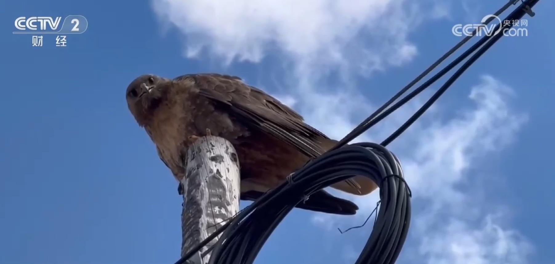 精准施策、科学严谨 透过“高原鼠害防治新实践”看中国绿色发展成色足 精准施策、科学严谨 透过“高原鼠害防治新实践”看中国绿色发展成色足