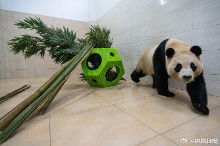 大熊猫福宝最新高清近照! 大熊猫福宝最新高清近照!