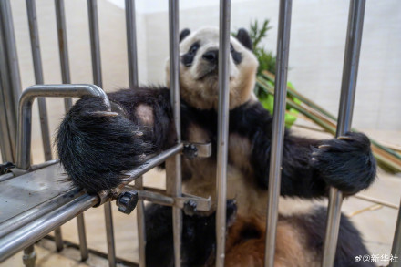 独家!大熊猫“福宝”最新高清近照 独家!大熊猫“福宝”最新高清近照