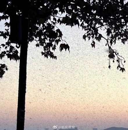 密密麻麻!多得像“马赛克" 武汉一湖边漫天飞虫 密密麻麻!多得像“马赛克" 武汉一湖边漫天飞虫