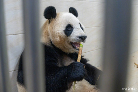 独家!大熊猫“福宝”最新高清近照 独家!大熊猫“福宝”最新高清近照