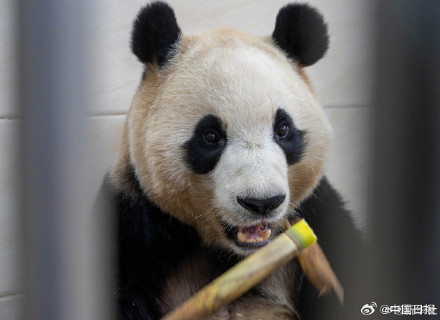 大熊猫福宝最新高清近照! 大熊猫福宝最新高清近照!