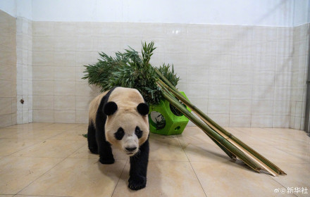 独家!大熊猫“福宝”最新高清近照 独家!大熊猫“福宝”最新高清近照