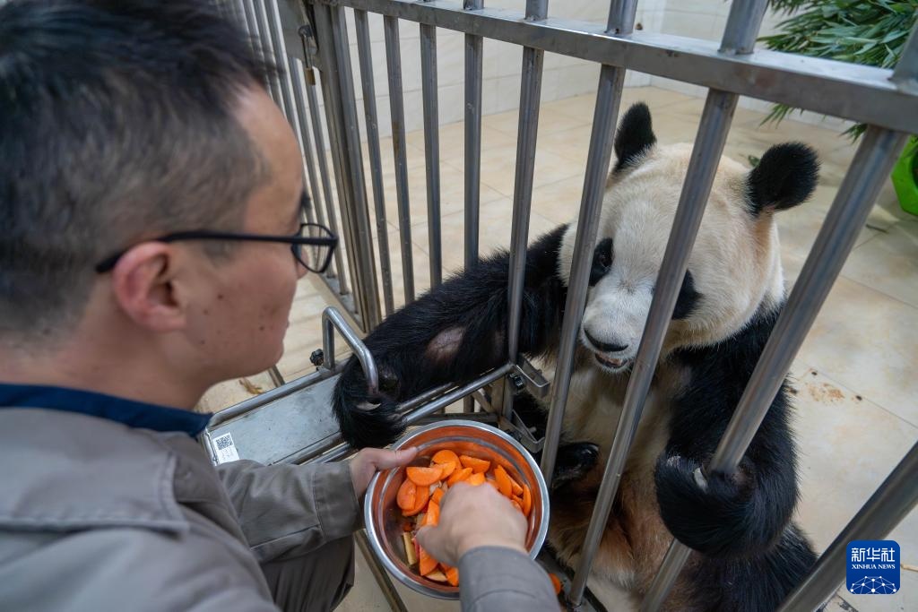 新华社记者独家现场探访大熊猫“福宝”