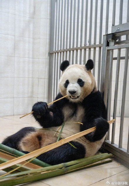 大熊猫福宝最新高清近照! 大熊猫福宝最新高清近照!
