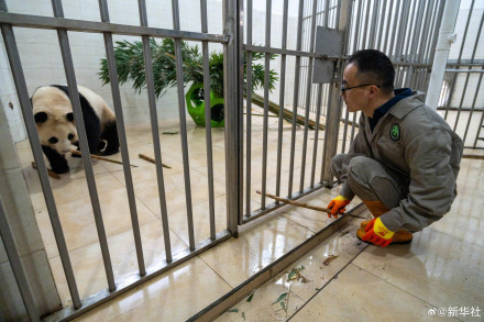 独家!大熊猫“福宝”最新高清近照 独家!大熊猫“福宝”最新高清近照
