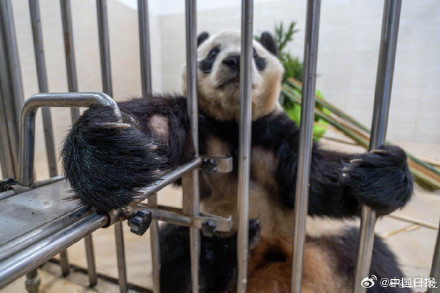 大熊猫福宝最新高清近照! 大熊猫福宝最新高清近照!