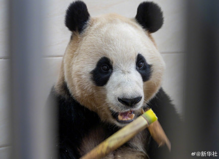 独家!大熊猫“福宝”最新高清近照 独家!大熊猫“福宝”最新高清近照