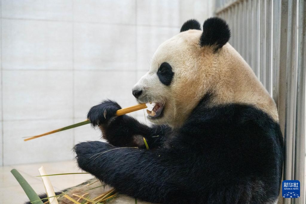 新华社记者独家现场探访大熊猫“福宝”