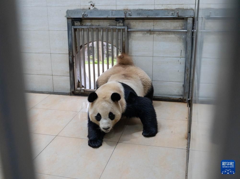 新华社记者独家现场探访大熊猫“福宝”