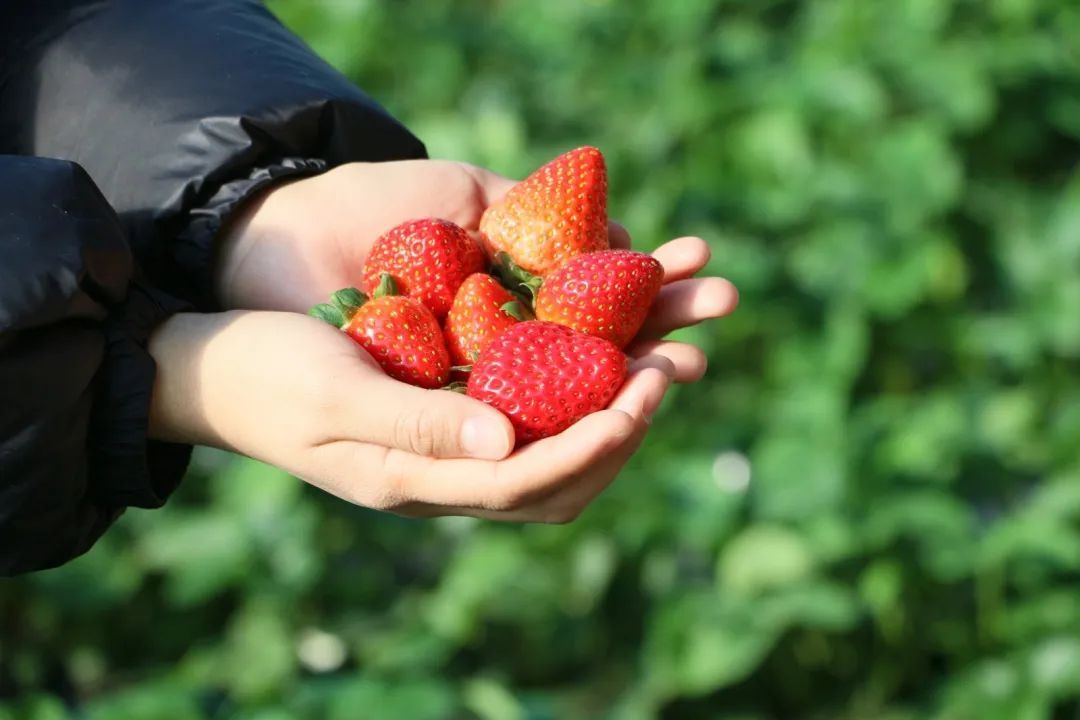 北京头茬草莓熟啦！抢“鲜”采摘走起，地点就在——