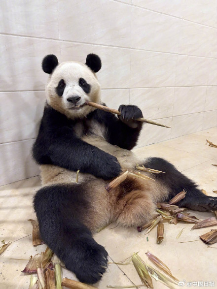 大熊猫福宝最新高清近照! 大熊猫福宝最新高清近照!