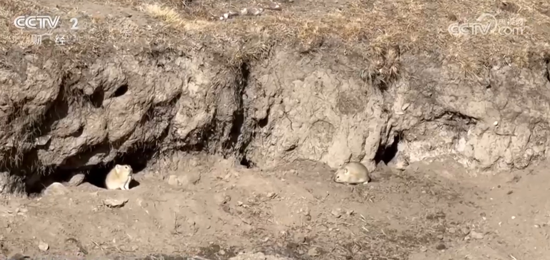 精准施策、科学严谨 透过“高原鼠害防治新实践”看中国绿色发展成色足 精准施策、科学严谨 透过“高原鼠害防治新实践”看中国绿色发展成色足