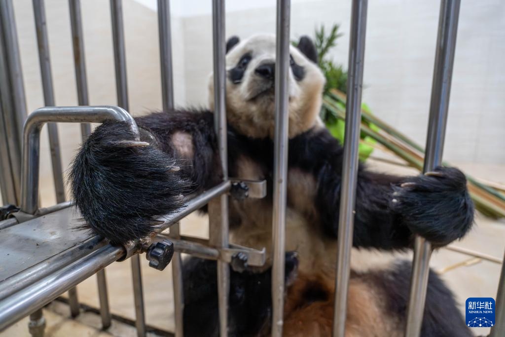 新华社记者独家现场探访大熊猫“福宝”