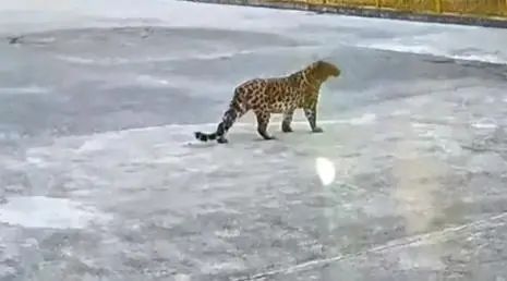 又有野生豹闯进村了！