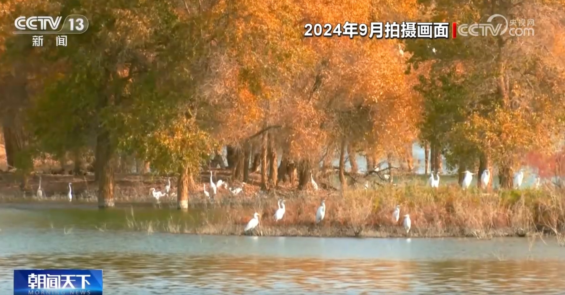 胡杨林成为栖息繁衍地 新疆塔里木河生态保护工作“结硕果”