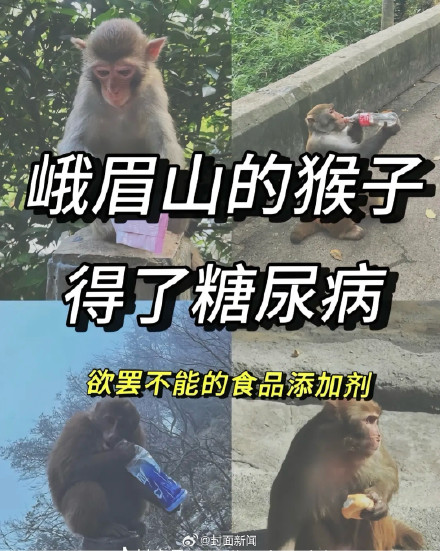 官方辟谣峨眉山猴子患糖尿病