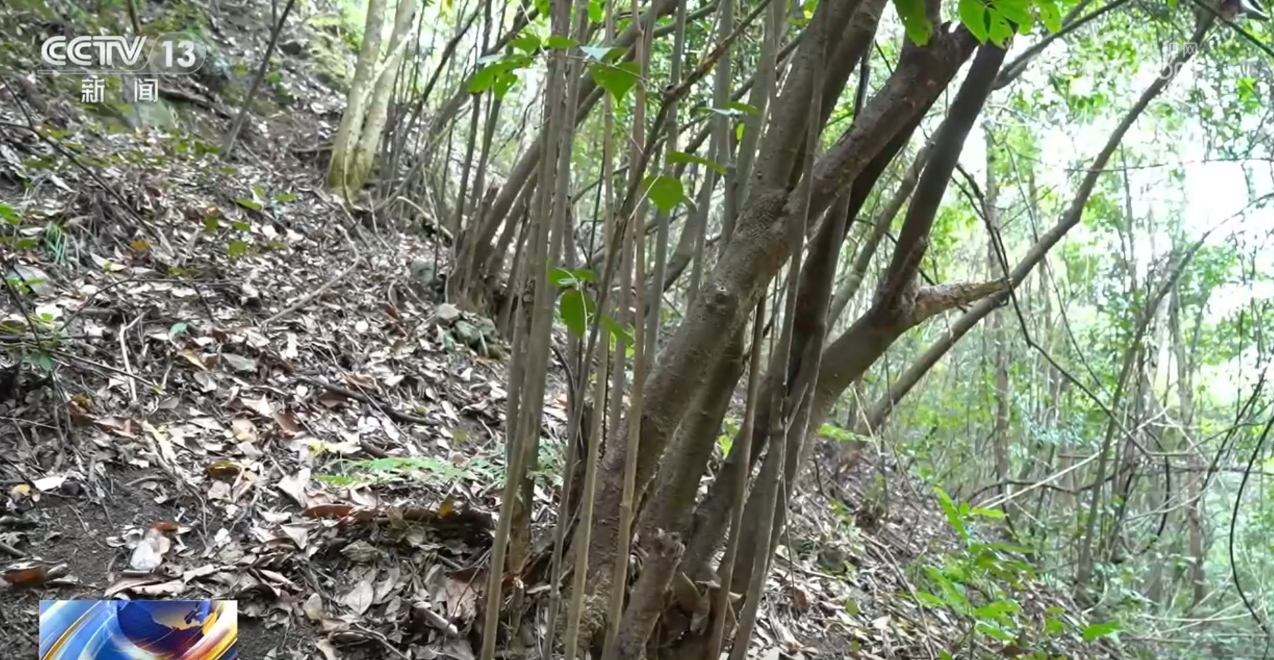 多种濒危、珍稀野生动植物频“入镜” 生机勃勃中看见大美中国