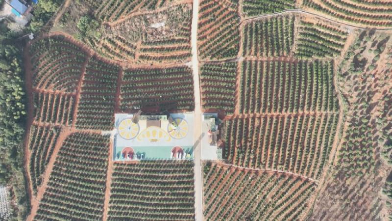 江西萍乡：脐橙丰收采摘忙“煤炭镇”成了“花果山”