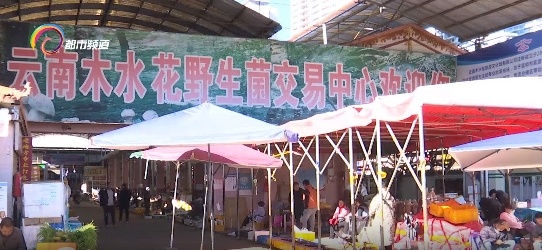 国际市场1500欧元一公斤的黑松露 竟是云南人嫌弃的“猪拱菌”! 国际市场1500欧元一公斤的黑松露 竟是云南人嫌弃的“猪拱菌”!