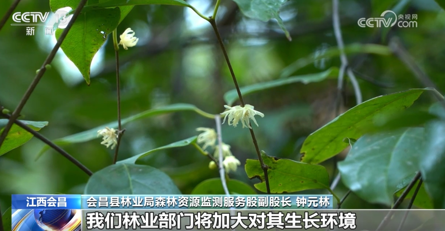 多种濒危、珍稀野生动植物频“入镜” 生机勃勃中看见大美中国